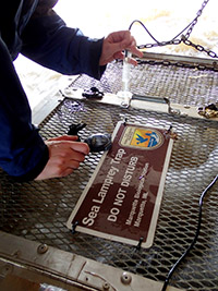 worker measuring pheromone drip rates